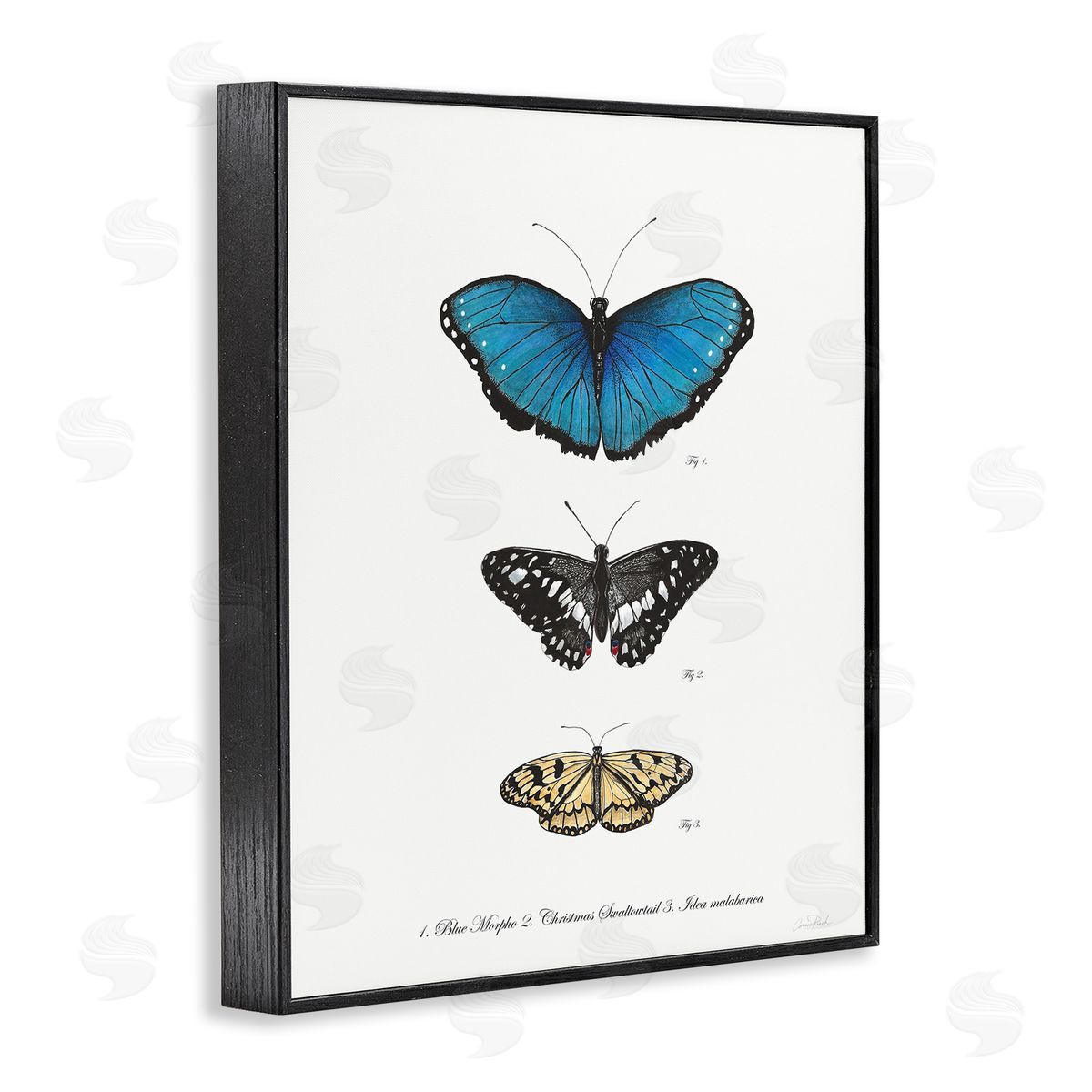 Vintage Butterfly Specimens Black Frame Print Wall Art, Home Decor by Connie Resch