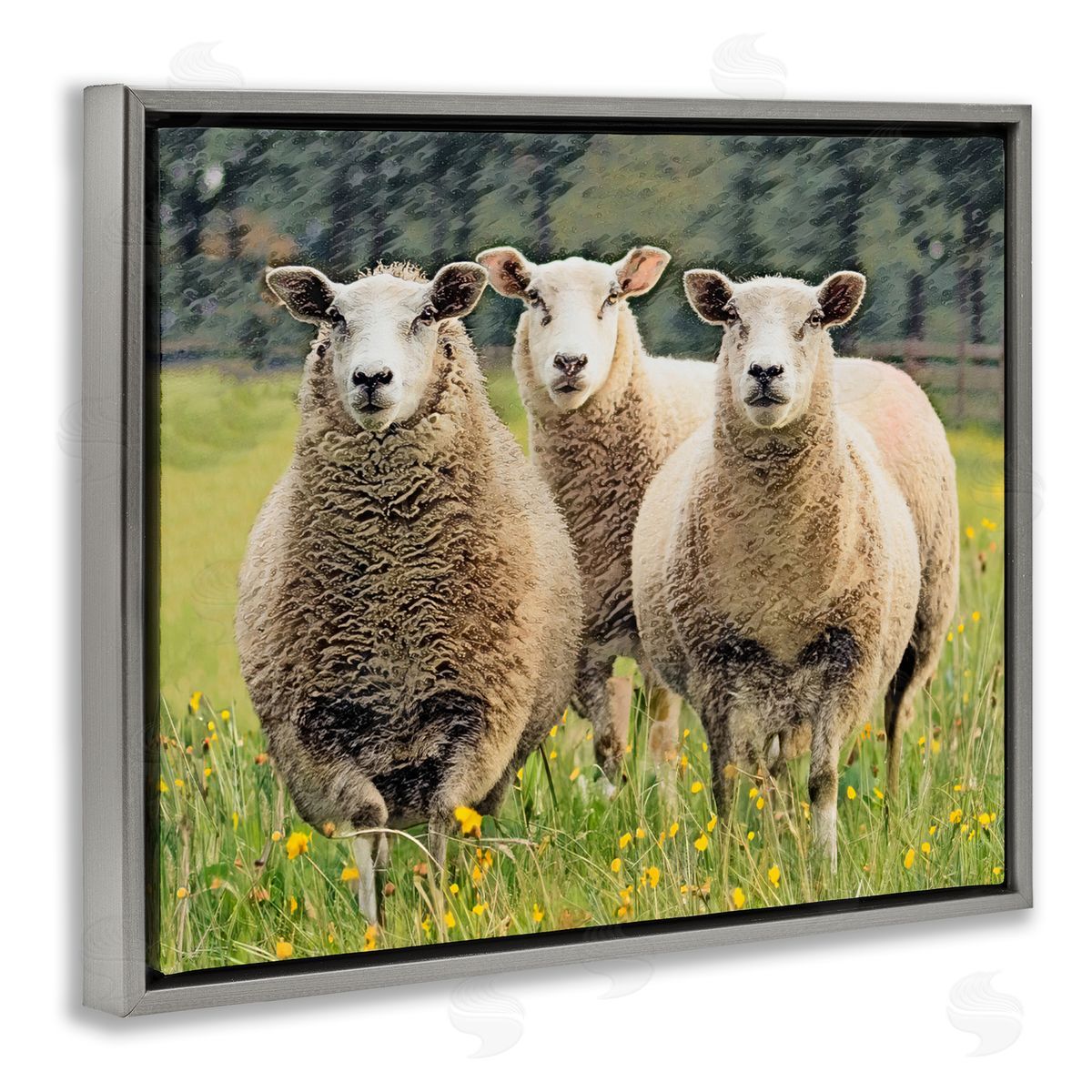 Sheep Grazing in Grass Grey Floating Frame Canvas Wall Art, Home Decor by Sundance Group, LLC.