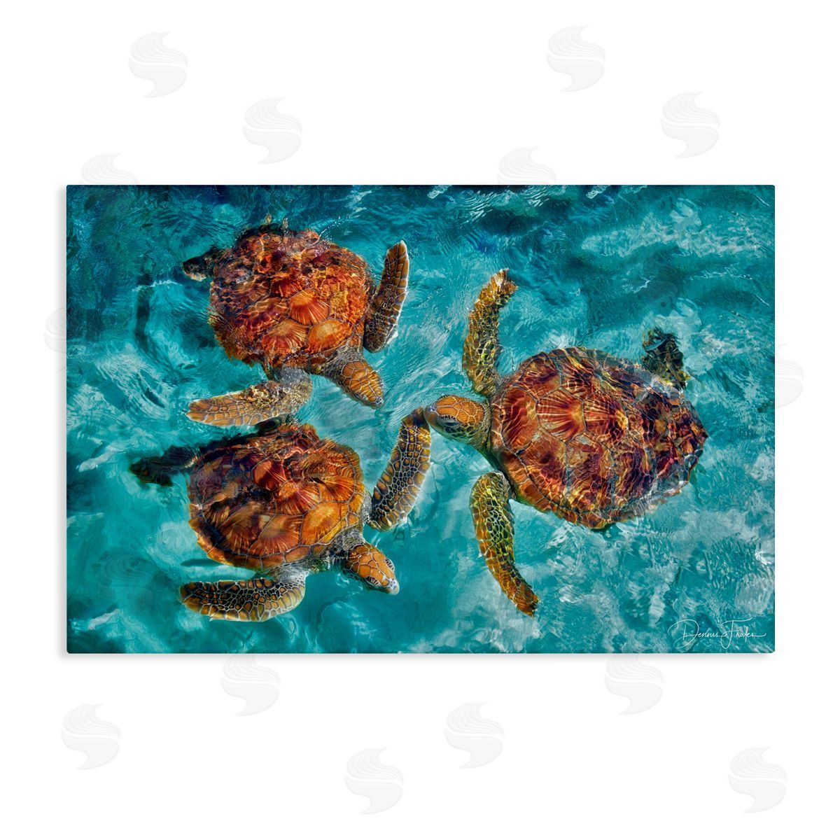 Swimming Tortoise Trio Canvas Wall Art, Home Decor by Dennis Frates
