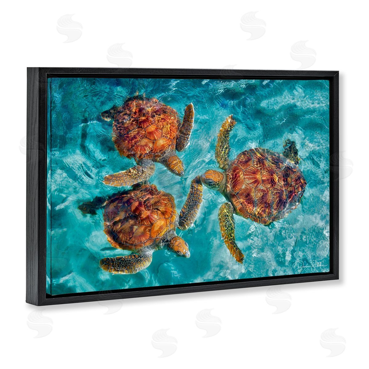 Swimming Tortoise Trio Black Floating Frame Canvas Wall Art, Home Decor by Dennis Frates
