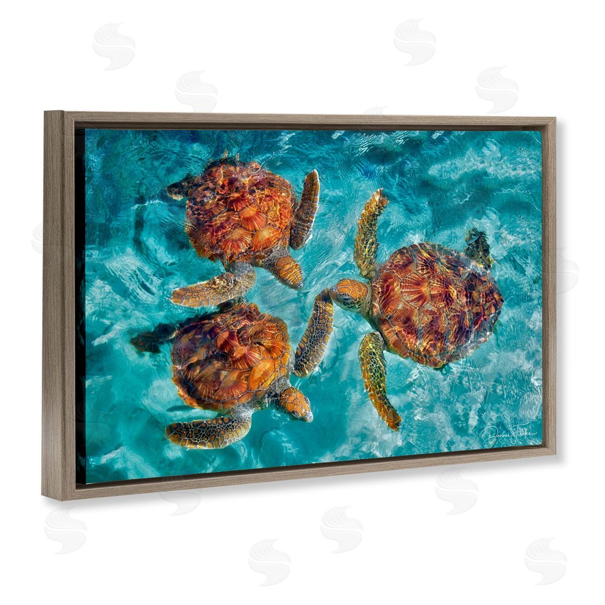 Swimming Tortoise Trio Brown Floating Frame Canvas Wall Art, Home Decor by Dennis Frates