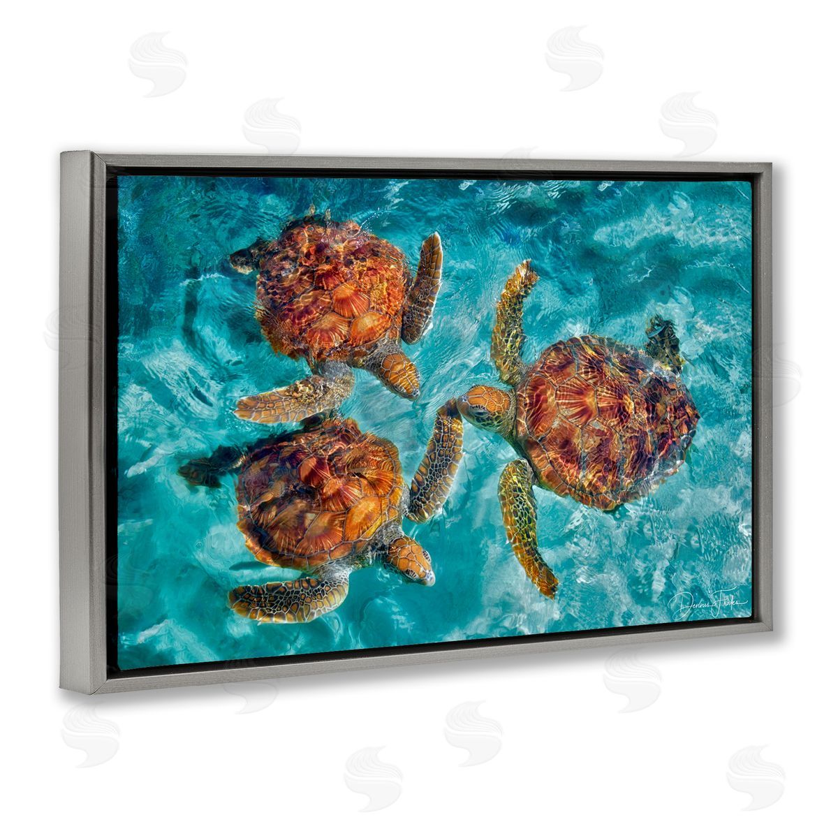 Swimming Tortoise Trio Grey Floating Frame Canvas Wall Art, Home Decor by Dennis Frates