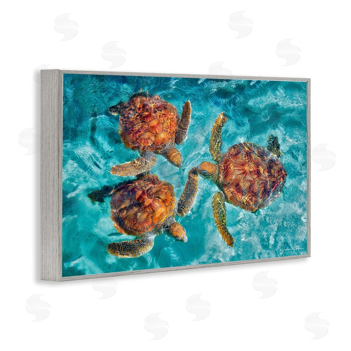 Swimming Tortoise Trio Grey Frame Print Wall Art, Home Decor by Dennis Frates