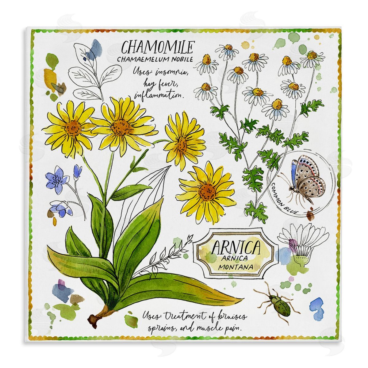 Jane Maday Chamomile Herb Uses Canvas Wall Art Print