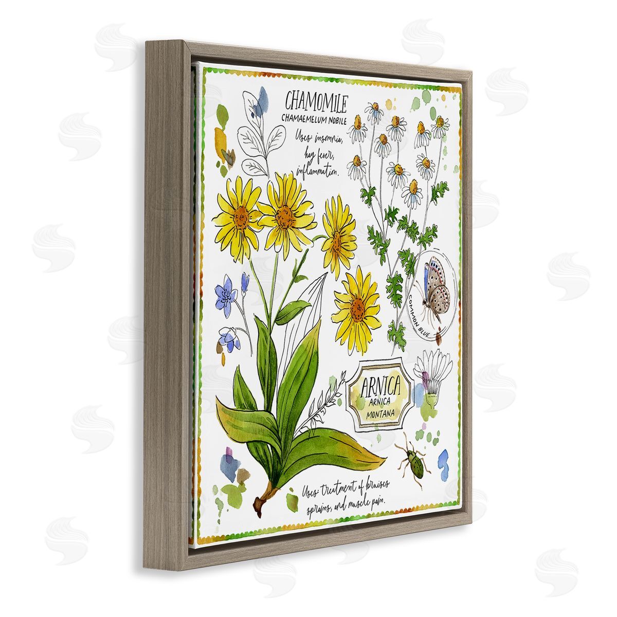 Jane Maday Chamomile Herb Uses Brown Floating Frame Canvas Wall Art Print