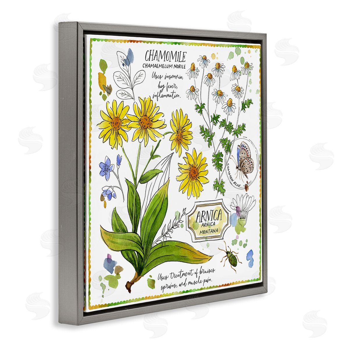 Jane Maday Chamomile Herb Uses Gray Floating Frame Canvas Wall Art Print