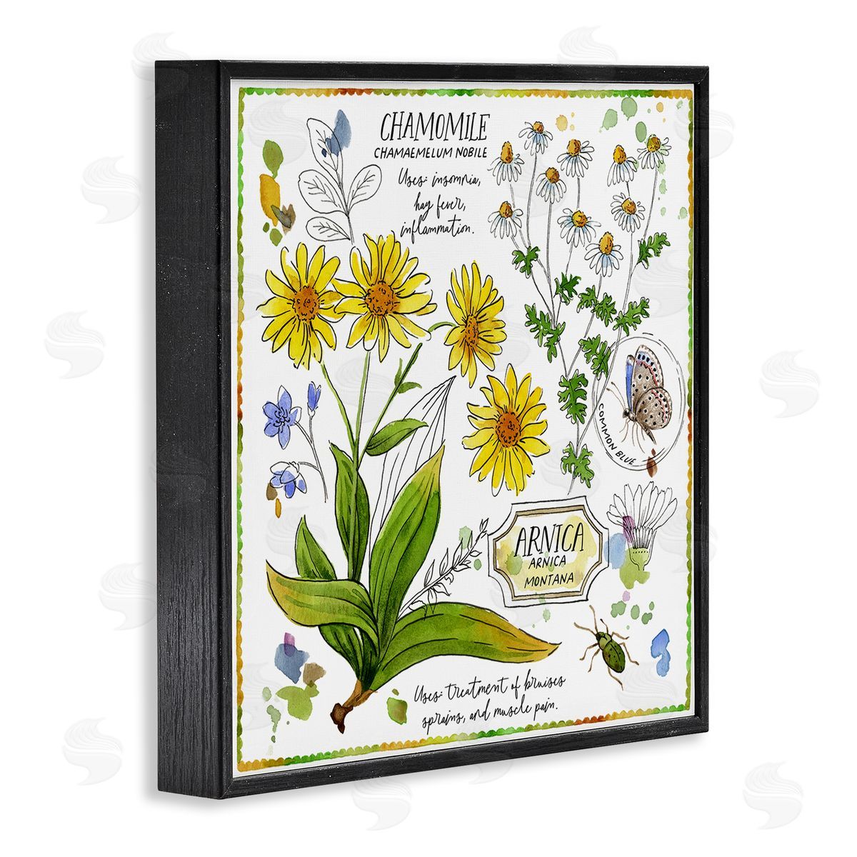 Jane Maday Chamomile Herb Uses Black Framed Giclee Wall Art Print