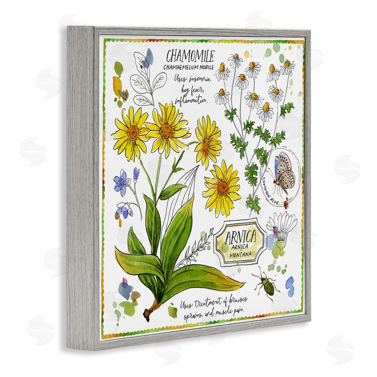 Jane Maday Chamomile Herb Uses Gray Framed Giclee Wall Art Print