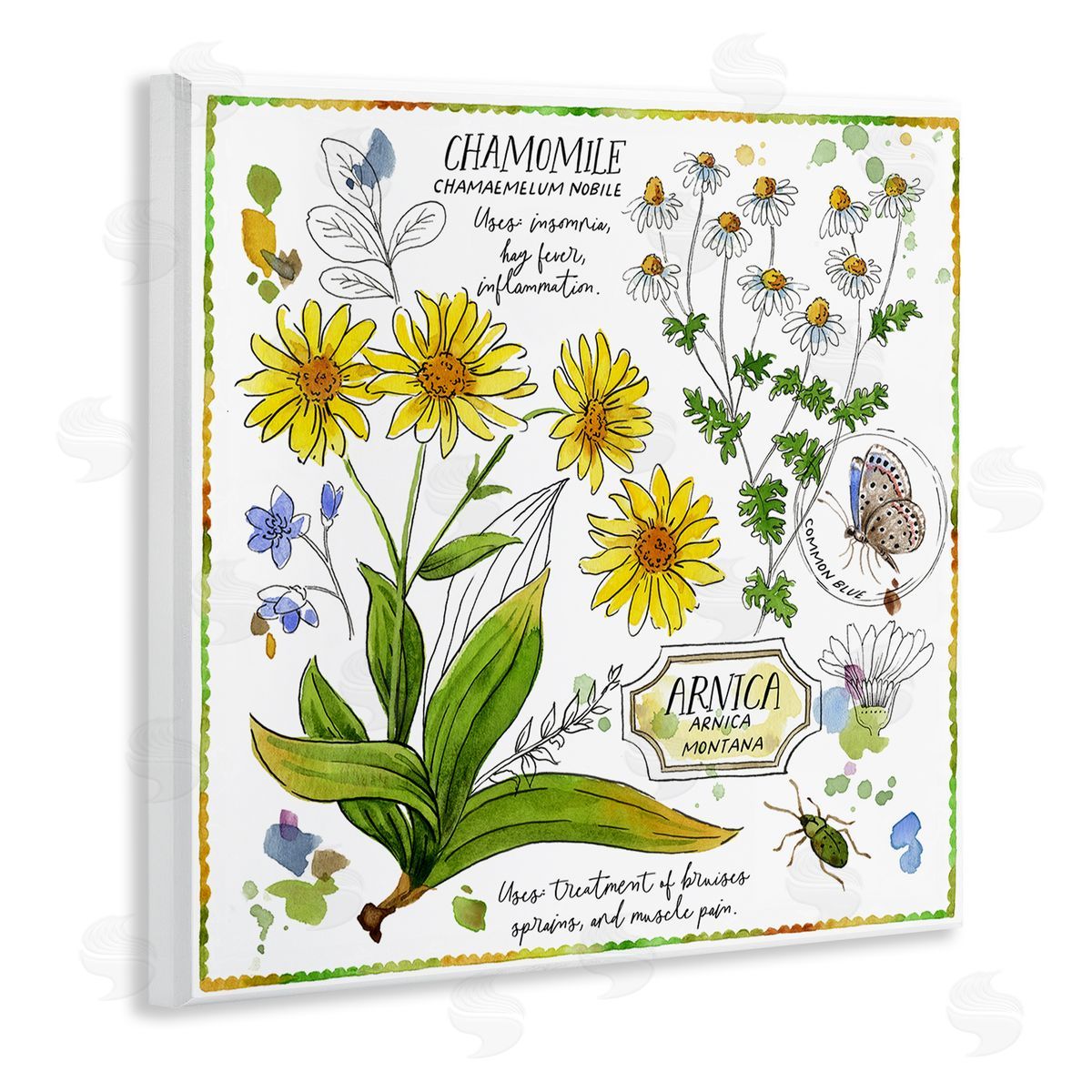 Jane Maday Chamomile Herb Uses Wooden Wall Plaque Art Print