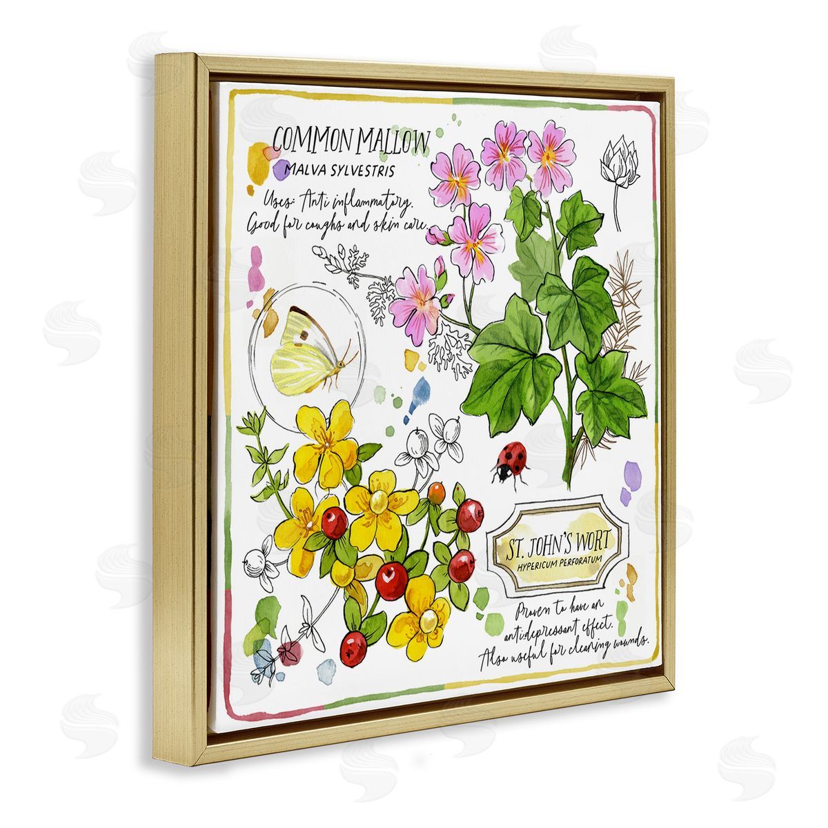 Jane Maday Wild Herbs Benefits Gold Floating Frame Canvas Wall Art Print