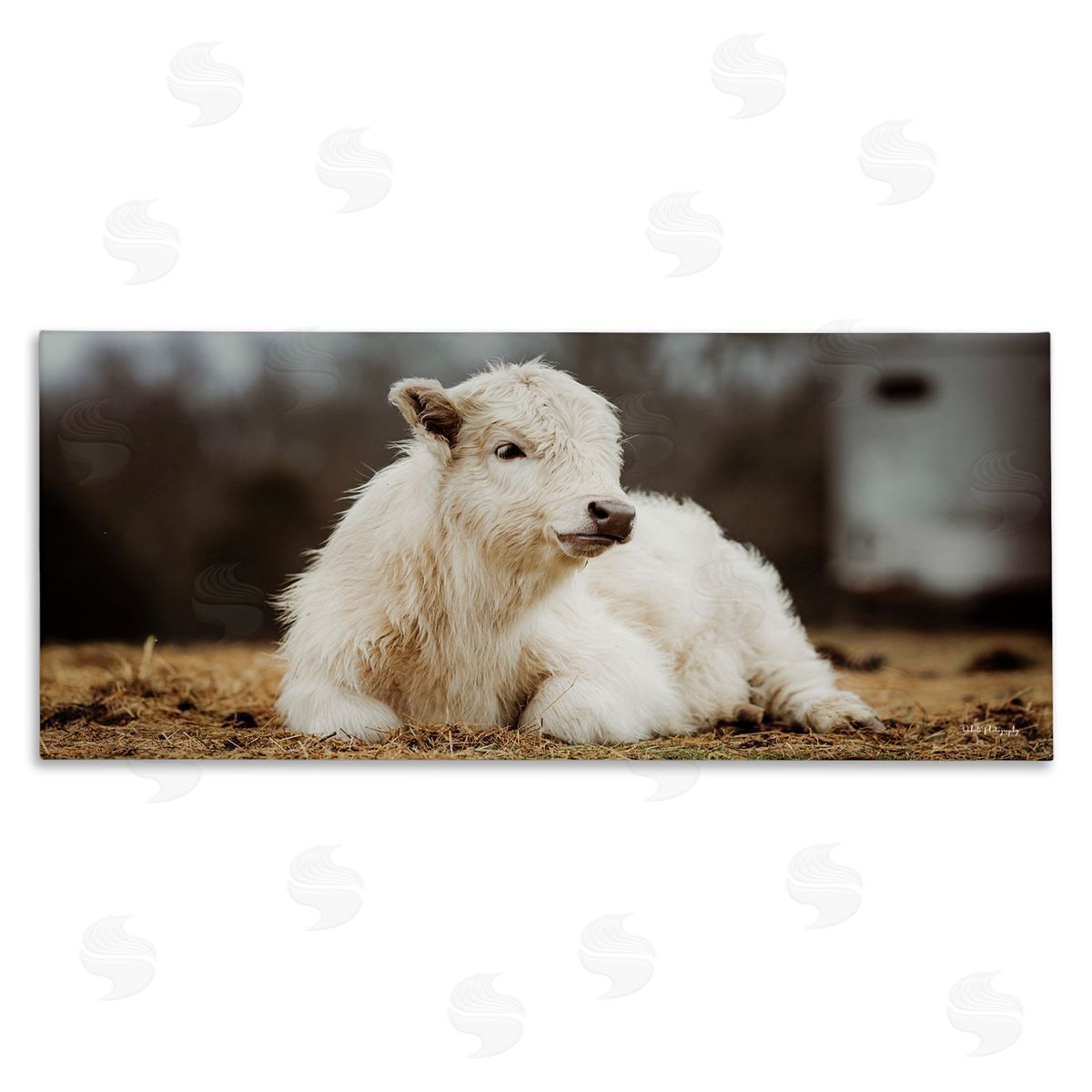 Baby White Cattle Canvas Wall Art, Home Decor by Dakota Diener
