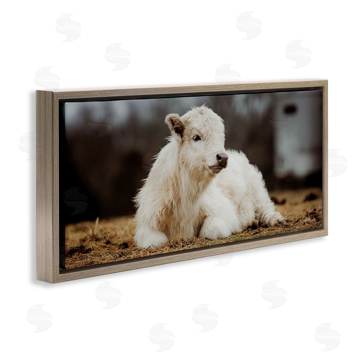 Baby White Cattle Brown Floating Frame Canvas Wall Art, Home Decor by Dakota Diener