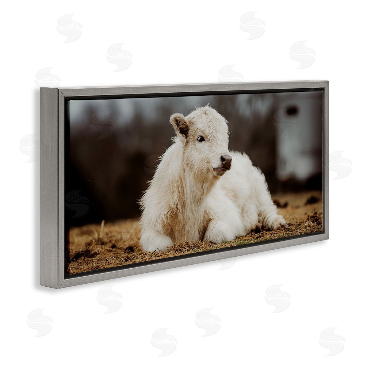 Baby White Cattle Grey Floating Frame Canvas Wall Art, Home Decor by Dakota Diener