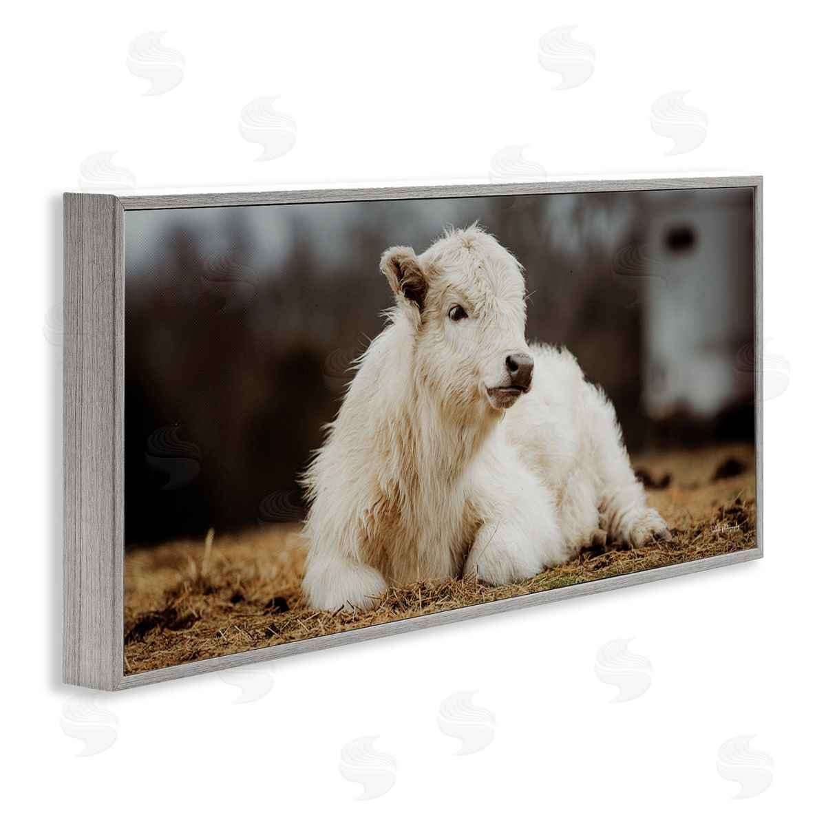 Baby White Cattle Grey Frame Print Wall Art, Home Decor by Dakota Diener