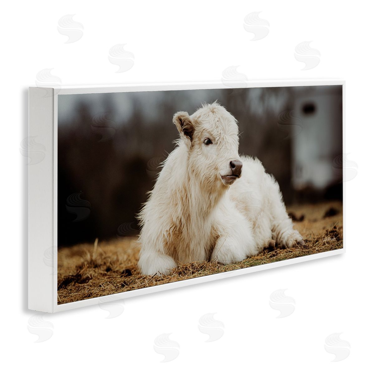 Baby White Cattle White Frame Print Wall Art, Home Decor by Dakota Diener