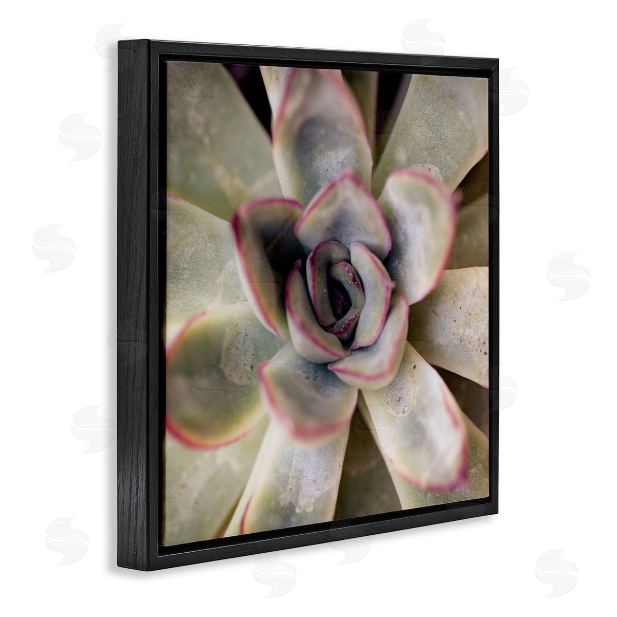 Susan Bryant Succulent Petals Pattern Black Floating Frame Canvas Wall Art Print