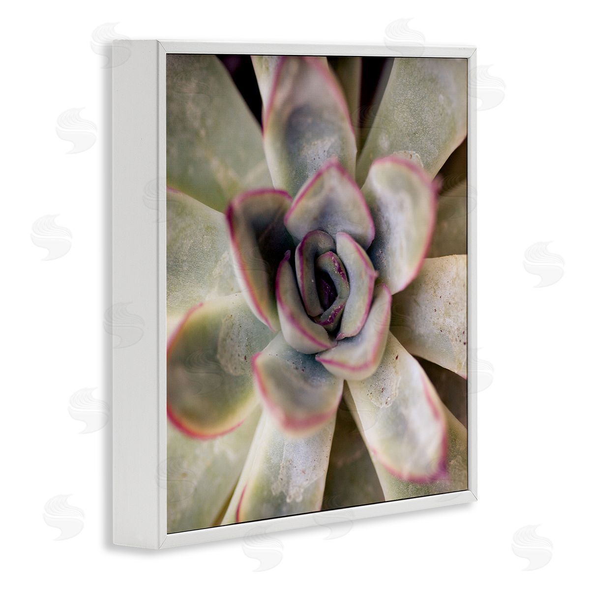 Susan Bryant Succulent Petals Pattern White Framed Giclee Wall Art Print