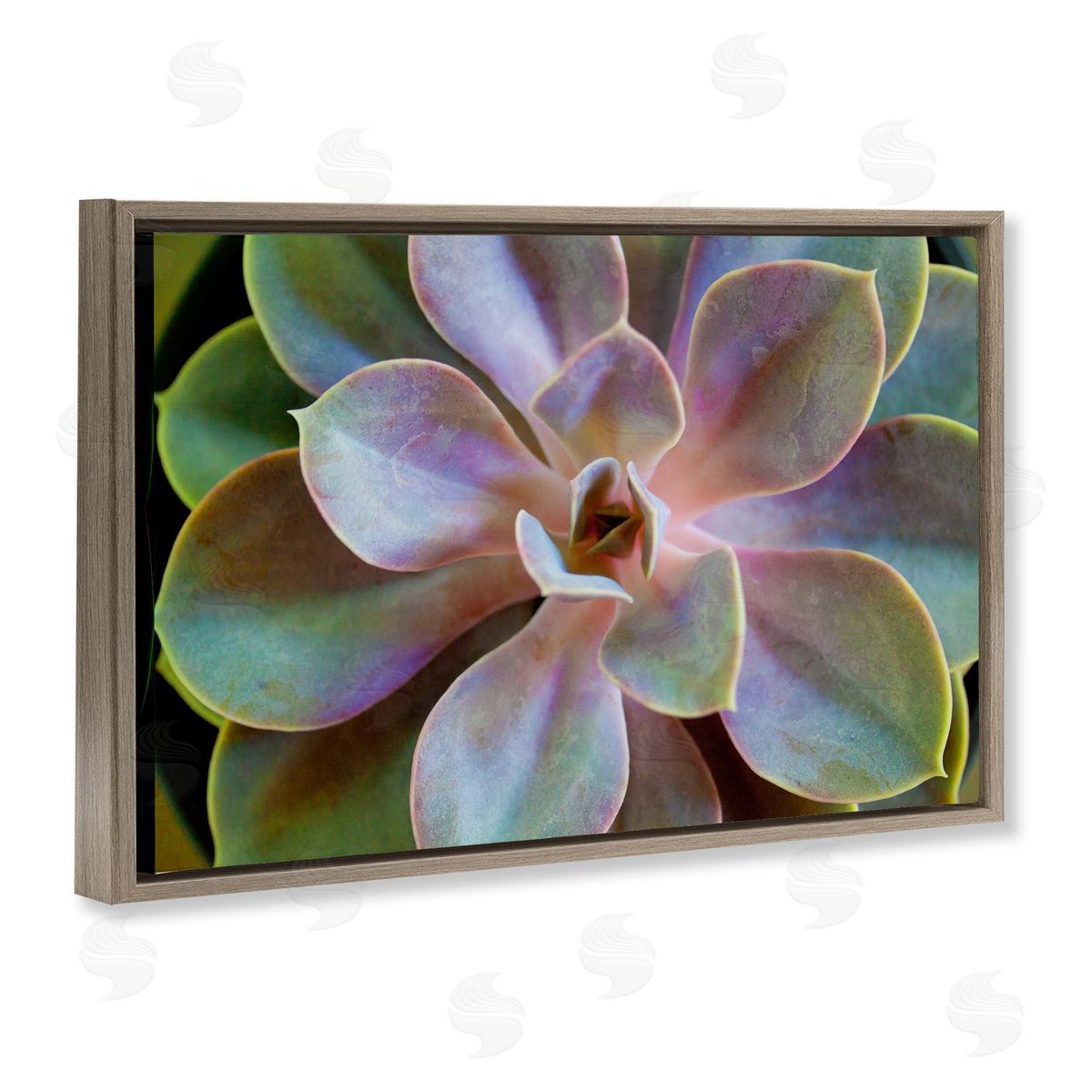 Susan Bryant Blooming Succulent Leaves Brown Floating Frame Canvas Wall Art Print