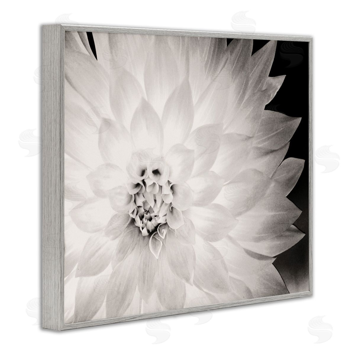 Strong Dahlia Petals Grey Frame Print Wall Art, Home Decor by Gail Peck