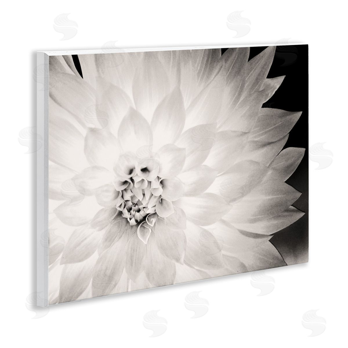 Strong Dahlia Petals Wood Plaque Wall Art, Home Decor by Gail Peck