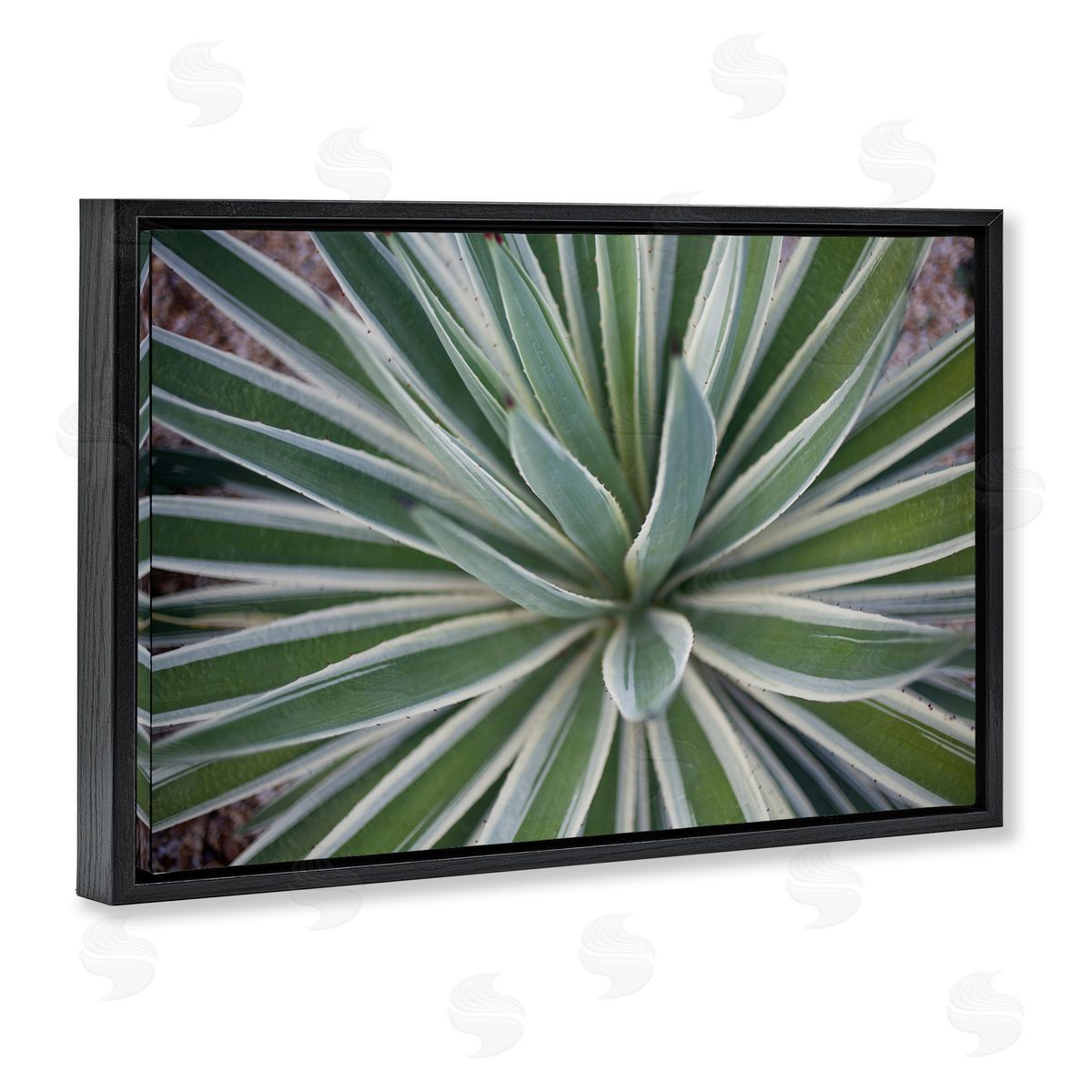 Centric Succulent Leaves Black Floating Frame Canvas Wall Art, Home Decor by Susan Bryant