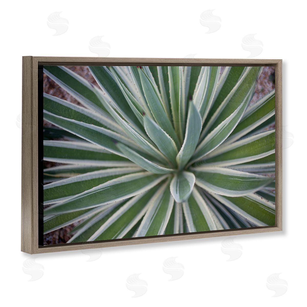 Centric Succulent Leaves Brown Floating Frame Canvas Wall Art, Home Decor by Susan Bryant