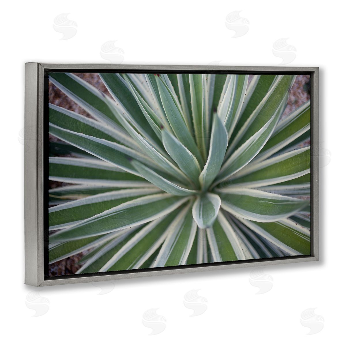Centric Succulent Leaves Grey Floating Frame Canvas Wall Art, Home Decor by Susan Bryant