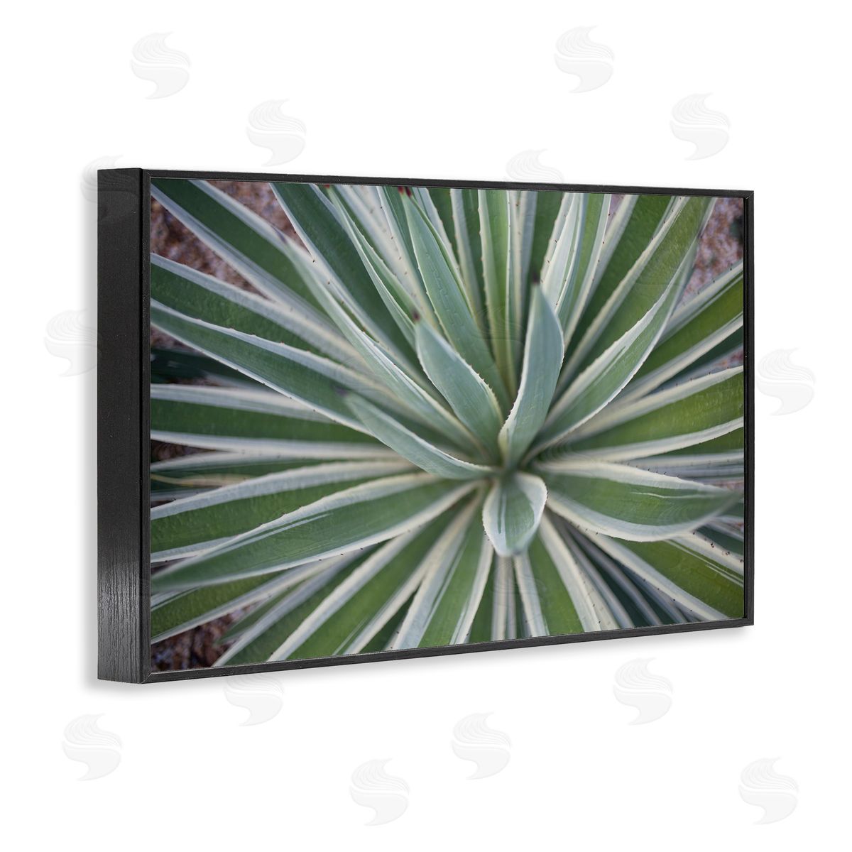 Centric Succulent Leaves Black Frame Print Wall Art, Home Decor by Susan Bryant