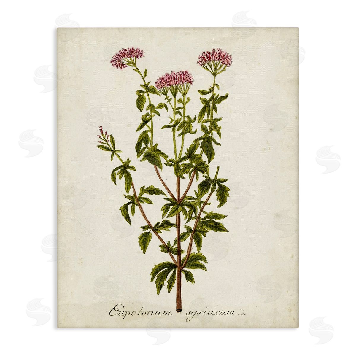 Scientific Flower Study Canvas Wall Art, Home Decor by Unknown