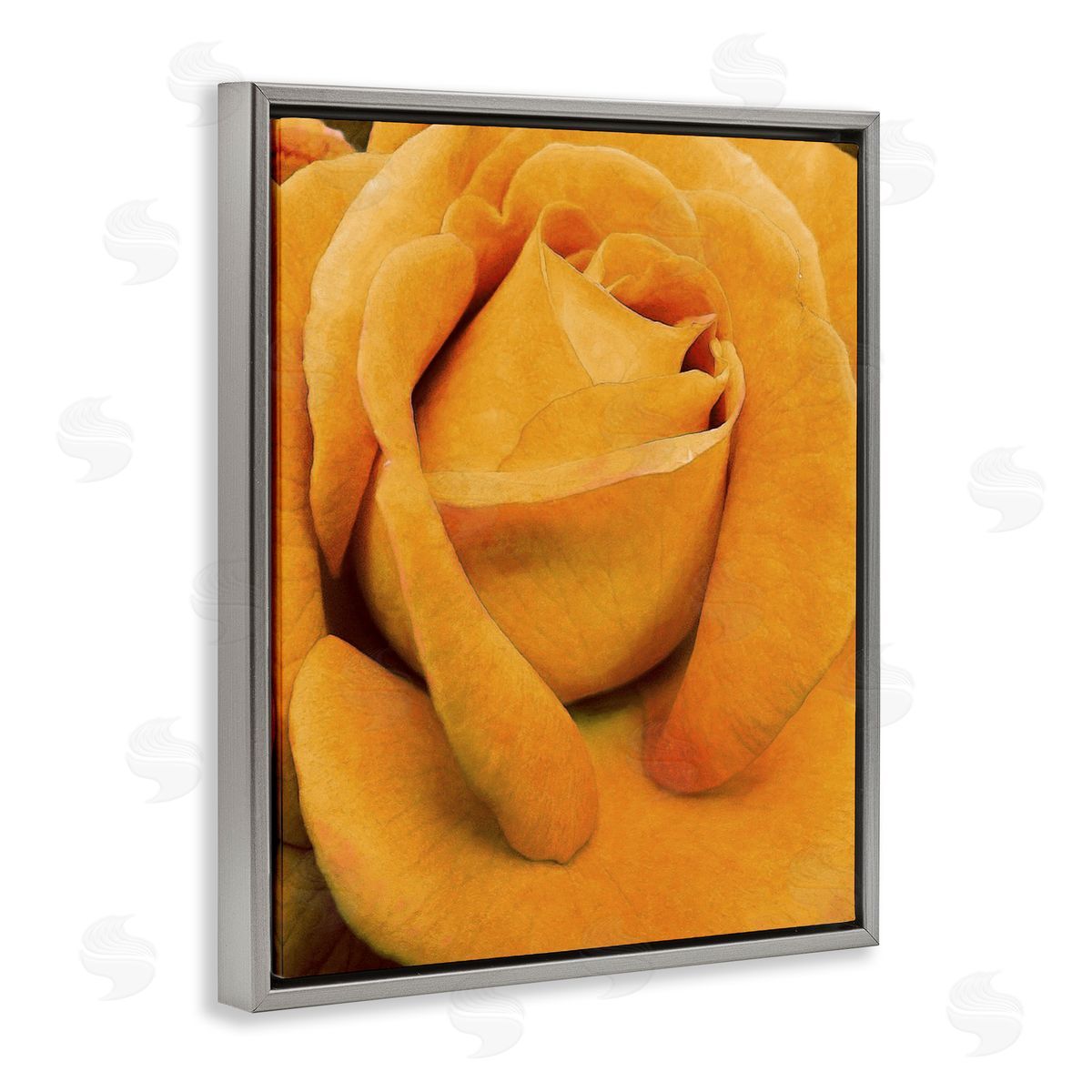 Yellow Rose Close Up Grey Floating Frame Canvas Wall Art, Home Decor by Alonzo Saunders