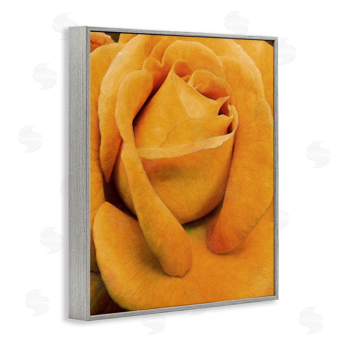 Yellow Rose Close Up Grey Frame Print Wall Art, Home Decor by Alonzo Saunders