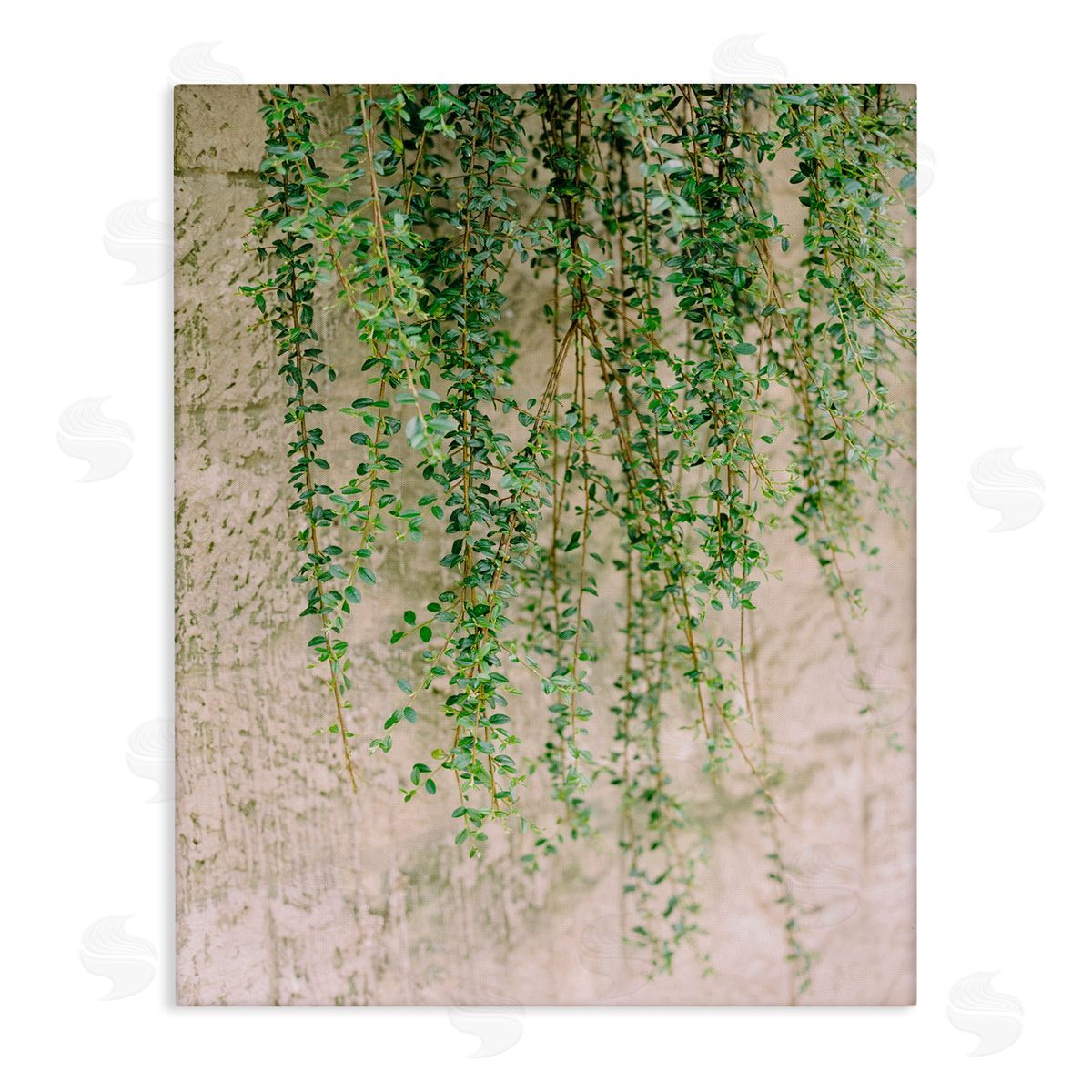 Hanging Ivy Vines Canvas Wall Art, Home Decor by Justine Milton