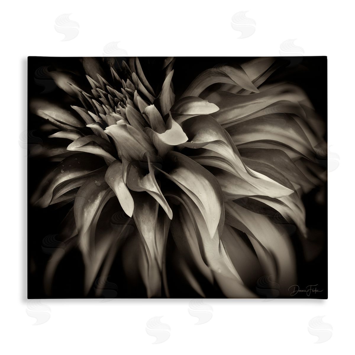 Dark Curling Chrysanthemum Canvas Wall Art, Home Decor by Dennis Frates