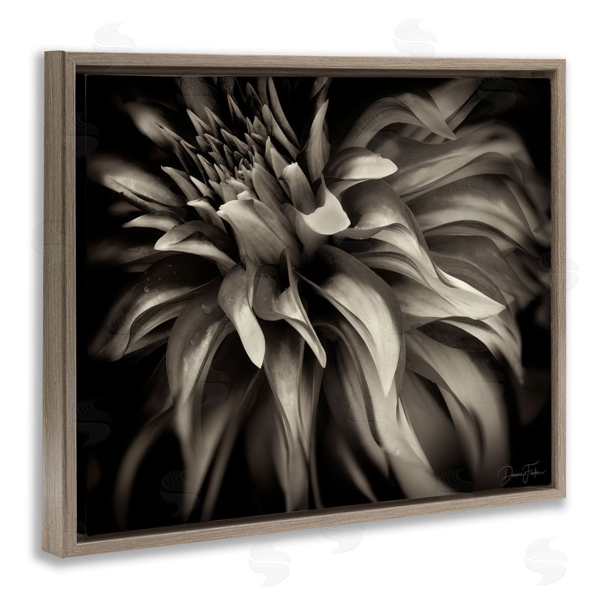 Dark Curling Chrysanthemum Brown Floating Frame Canvas Wall Art, Home Decor by Dennis Frates