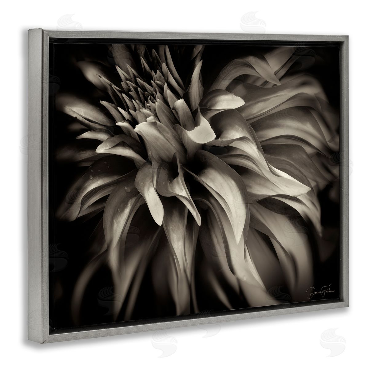 Dark Curling Chrysanthemum Grey Floating Frame Canvas Wall Art, Home Decor by Dennis Frates