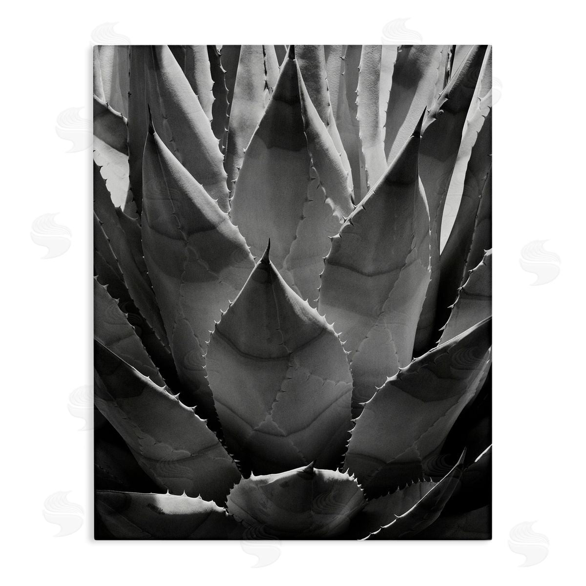 Desert Plant Detail Canvas Wall Art, Home Decor by Chip Forelli