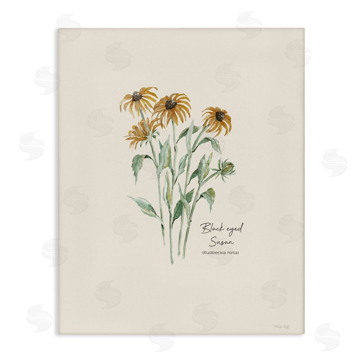 Black Eyed Susans Canvas Wall Art, Home Decor by Cindy Jacobs