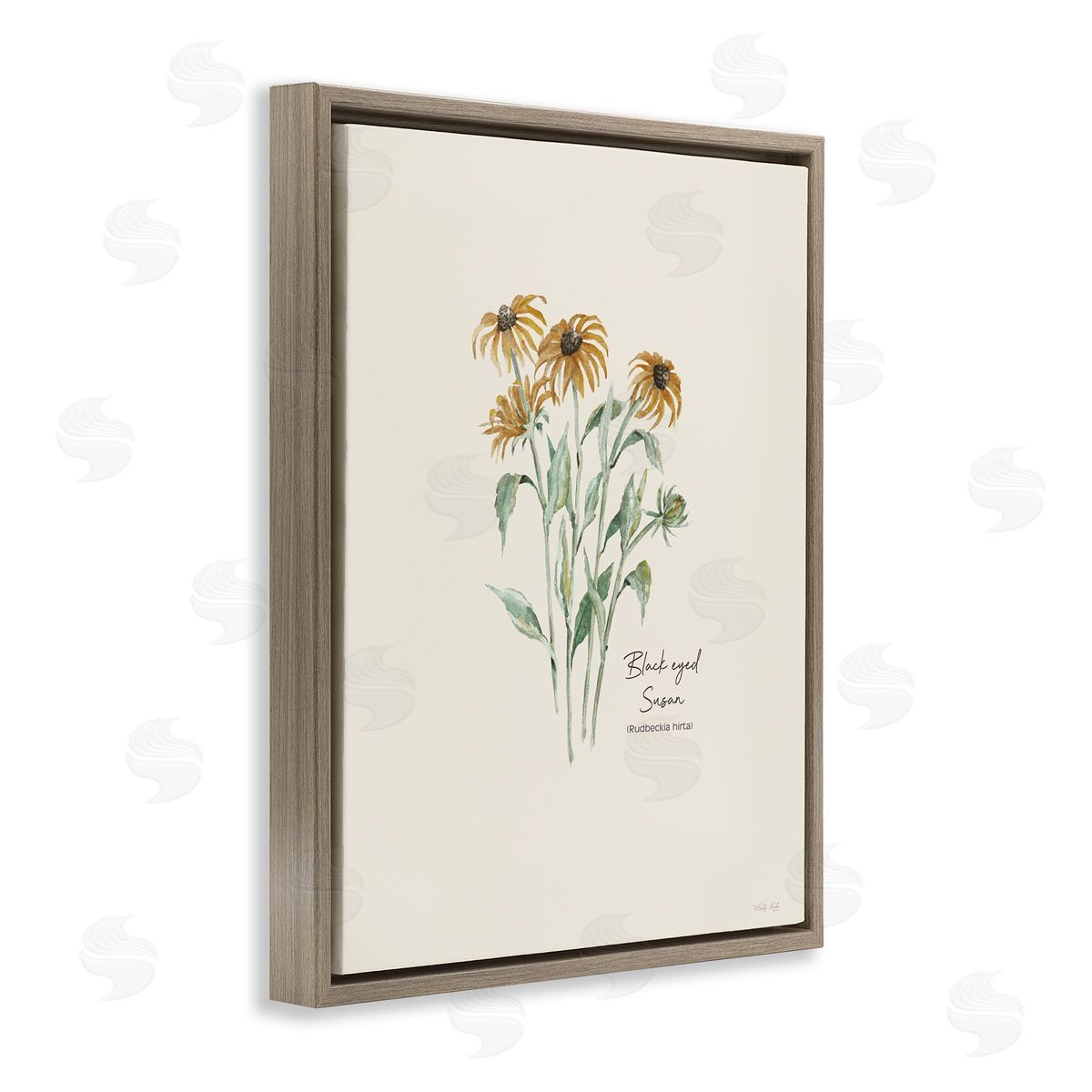 Black Eyed Susans Brown Floating Frame Canvas Wall Art, Home Decor by Cindy Jacobs