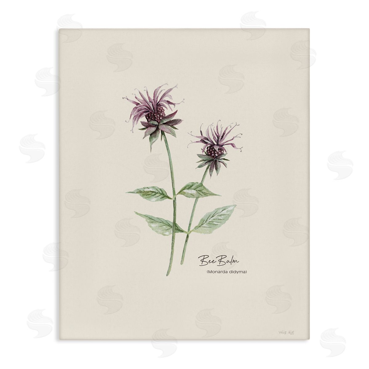 Bee Balm Herb Canvas Wall Art, Home Decor by Cindy Jacobs