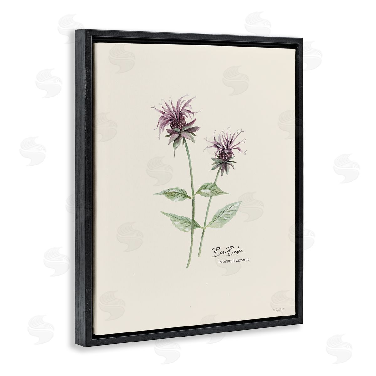 Bee Balm Herb Black Floating Frame Canvas Wall Art, Home Decor by Cindy Jacobs