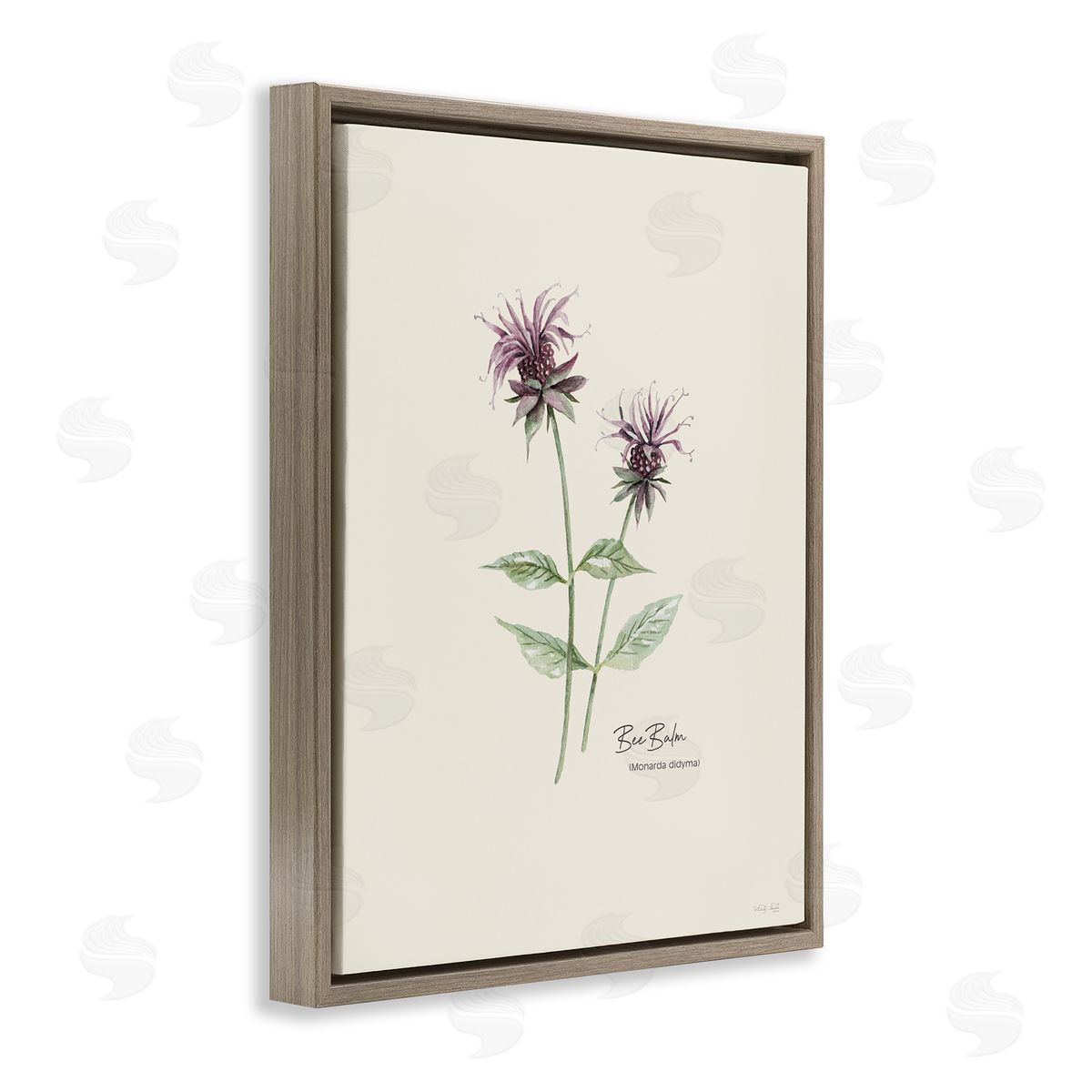 Bee Balm Herb Brown Floating Frame Canvas Wall Art, Home Decor by Cindy Jacobs