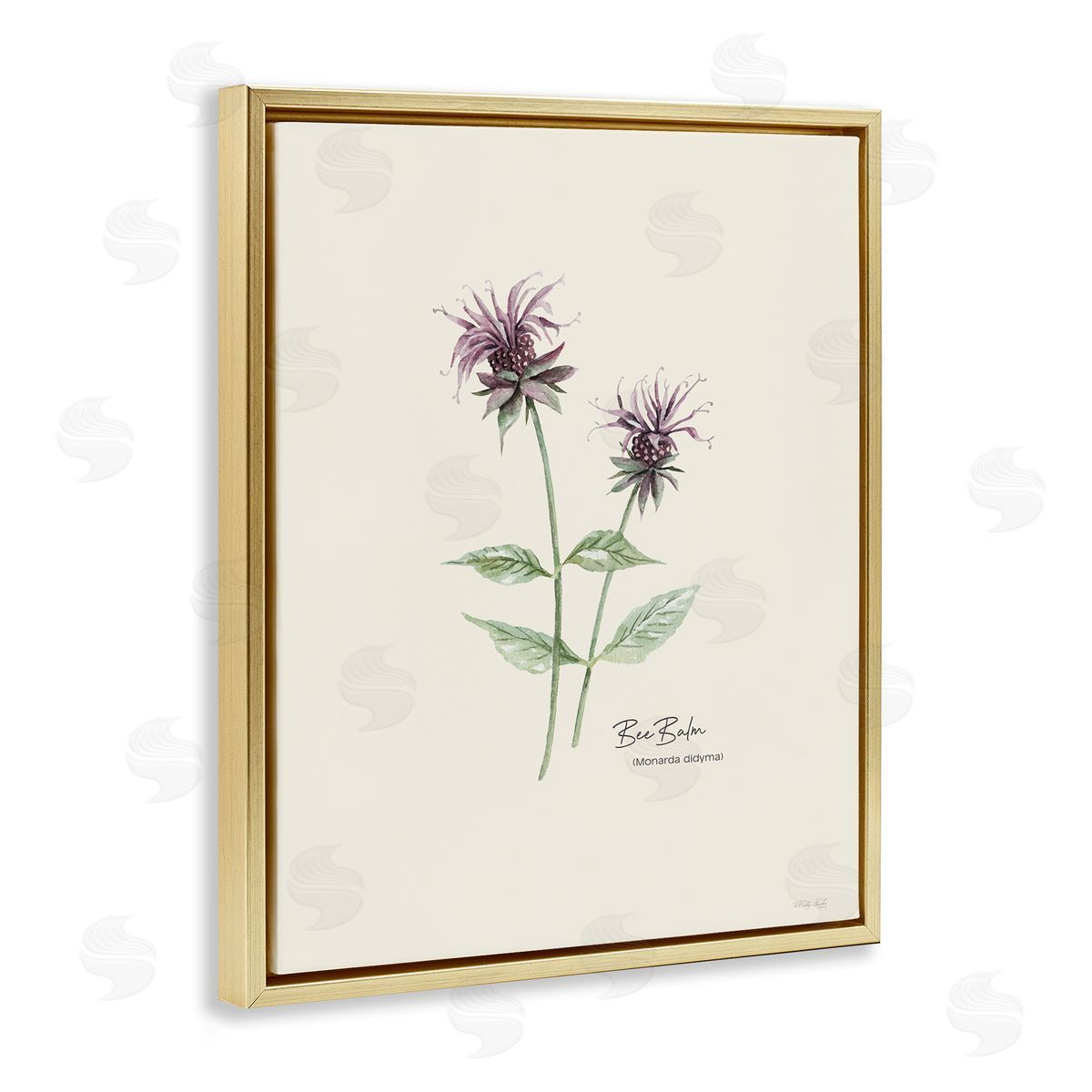 Bee Balm Herb Gold Floating Frame Canvas Wall Art, Home Decor by Cindy Jacobs