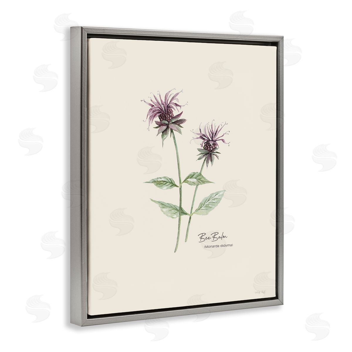 Bee Balm Herb Grey Floating Frame Canvas Wall Art, Home Decor by Cindy Jacobs