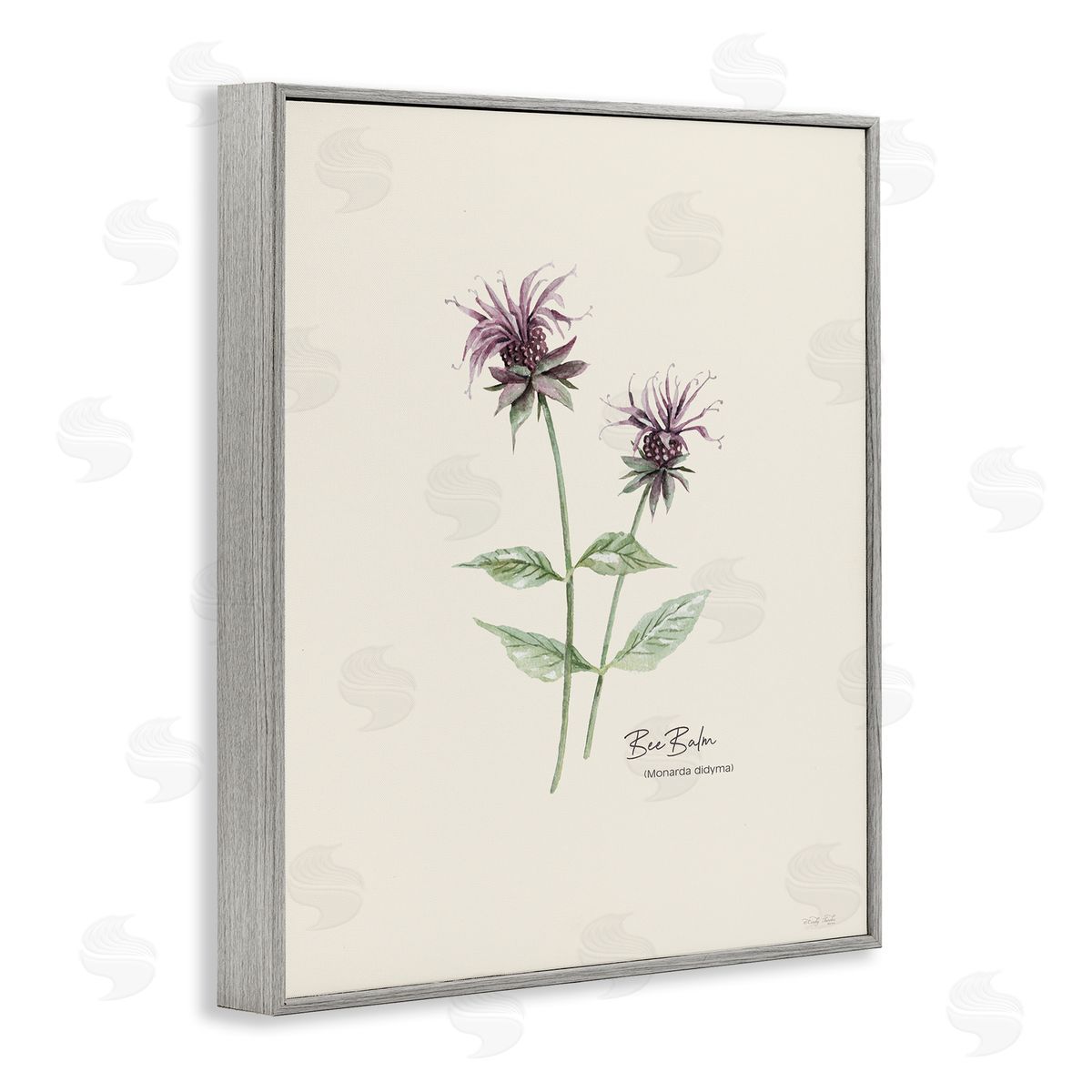 Bee Balm Herb Grey Frame Print Wall Art, Home Decor by Cindy Jacobs