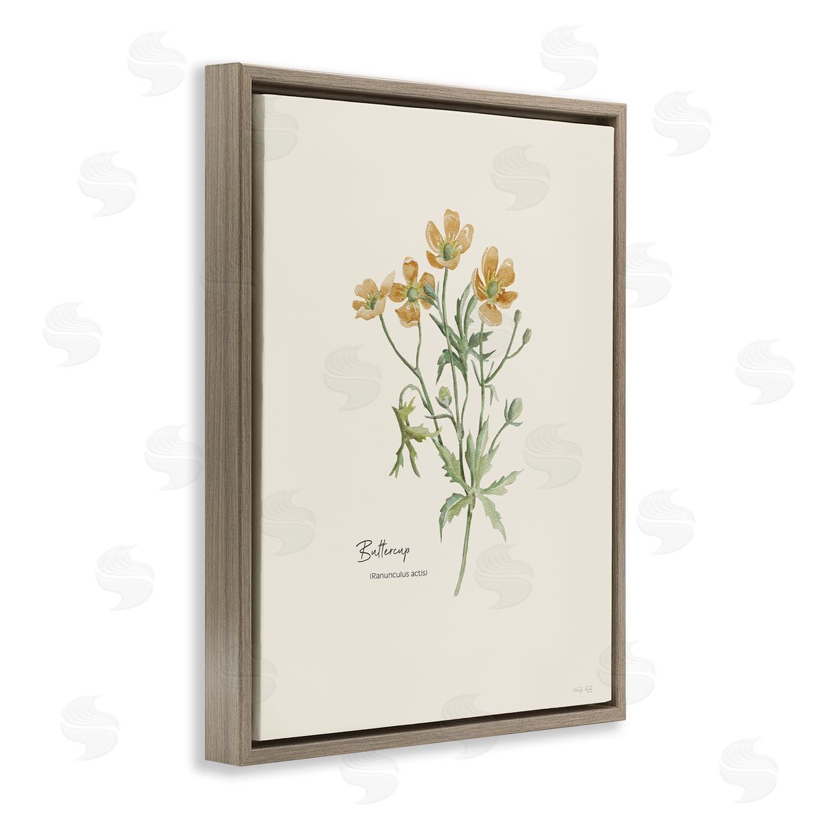 Simple Buttercup Flowers Brown Floating Frame Canvas Wall Art, Home Decor by Cindy Jacobs