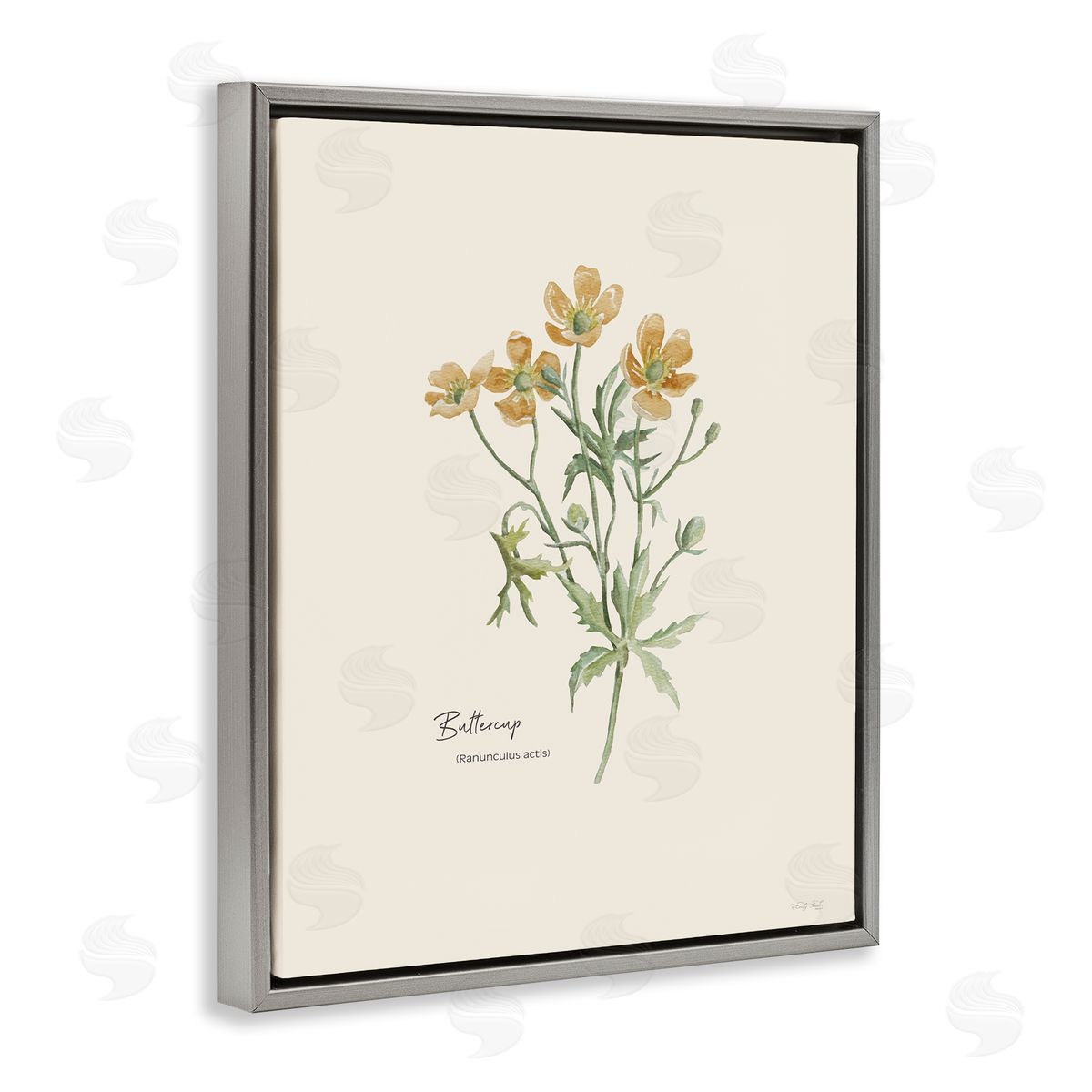 Simple Buttercup Flowers Grey Floating Frame Canvas Wall Art, Home Decor by Cindy Jacobs