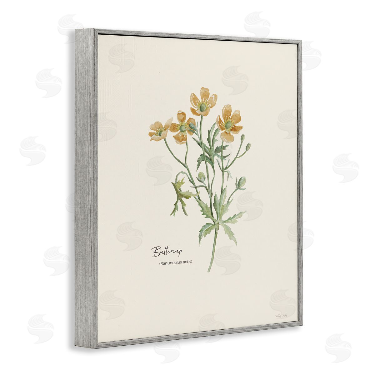 Simple Buttercup Flowers Grey Frame Print Wall Art, Home Decor by Cindy Jacobs
