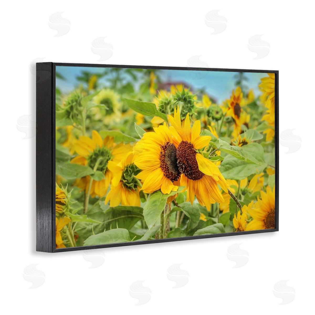 Sunflower Field Photography Black Frame Print Wall Art, Home Decor by Carrie Ann Grippo-Pike