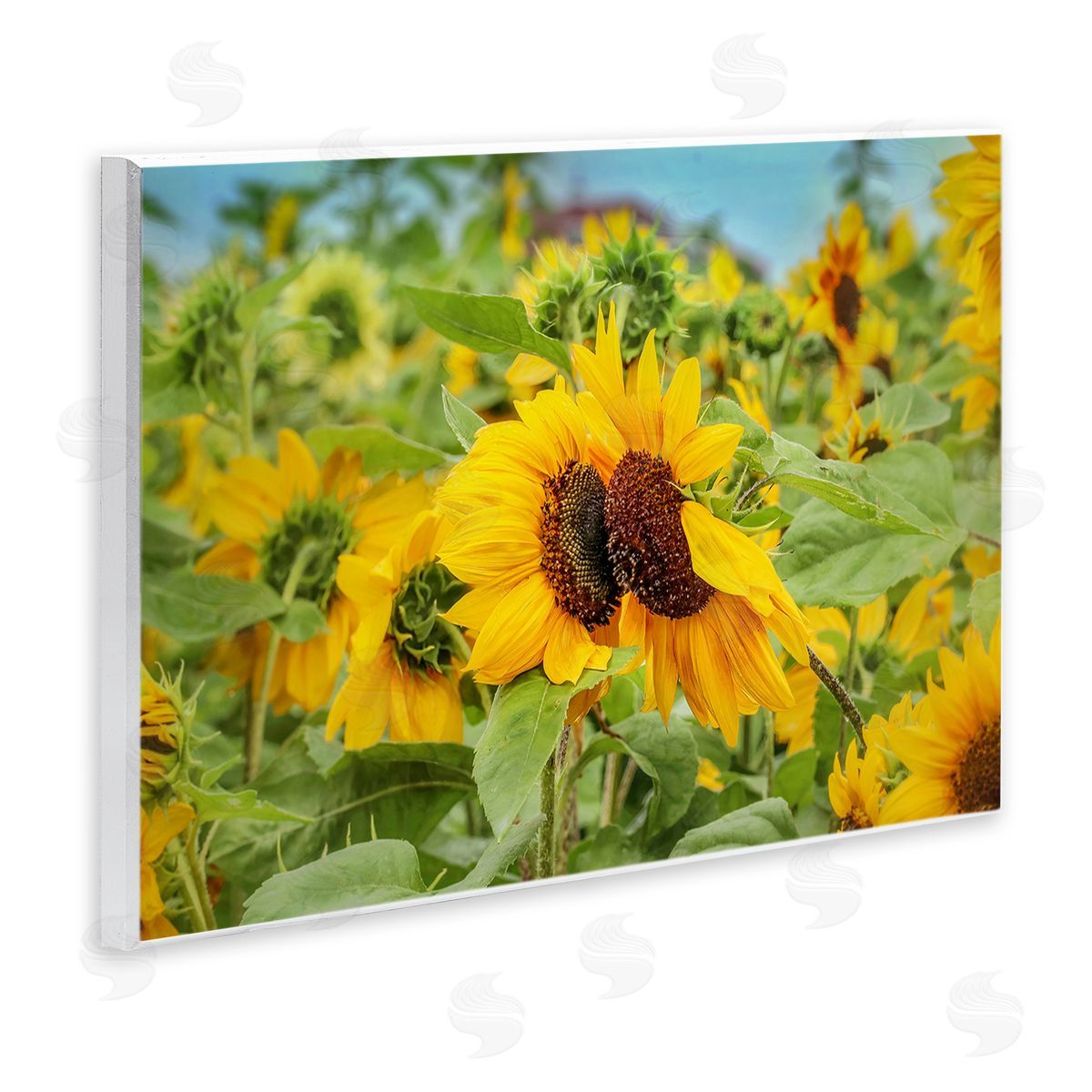 Sunflower Field Photography Wood Plaque Wall Art, Home Decor by Carrie Ann Grippo-Pike