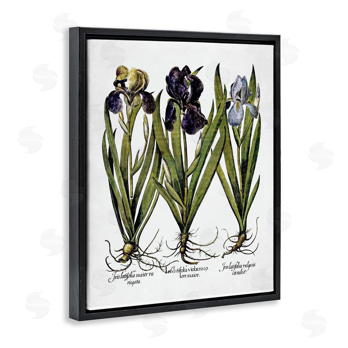 Vintage Iris Studies Black Floating Frame Canvas Wall Art, Home Decor by Lettered and Lined